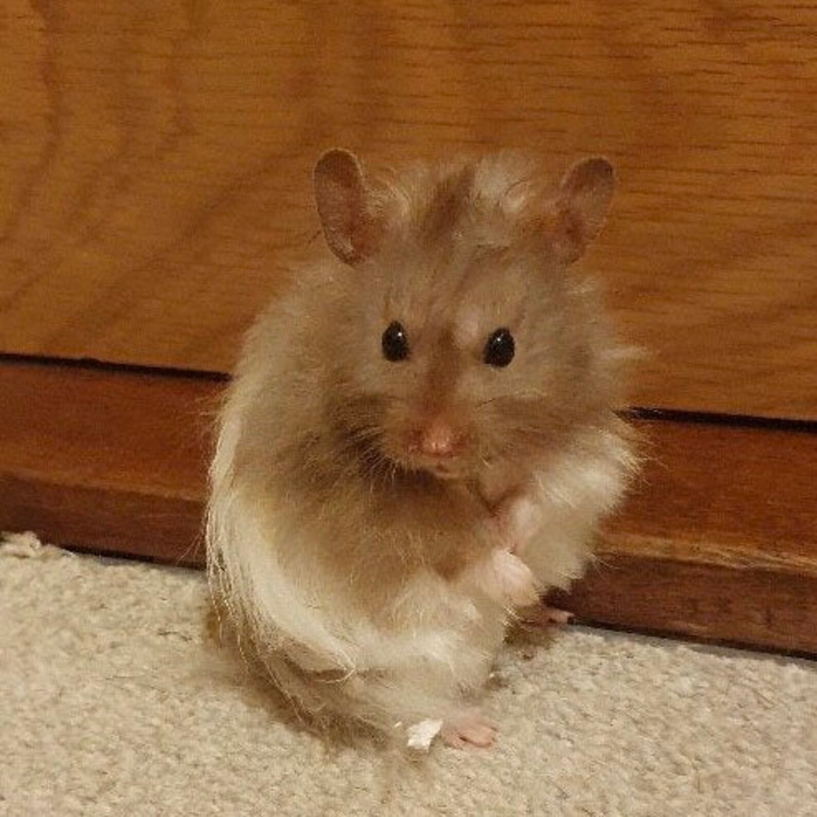 Felt Syrian Hamster Long haired hamster Hamster remembrance Etsy