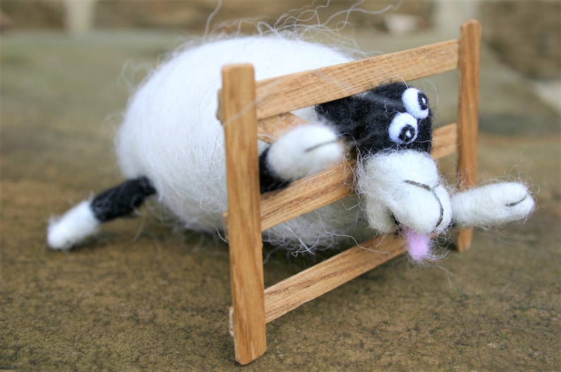 Silly Sheep with his Head Stuck!