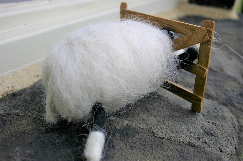 Silly Sheep with his Head Stuck!