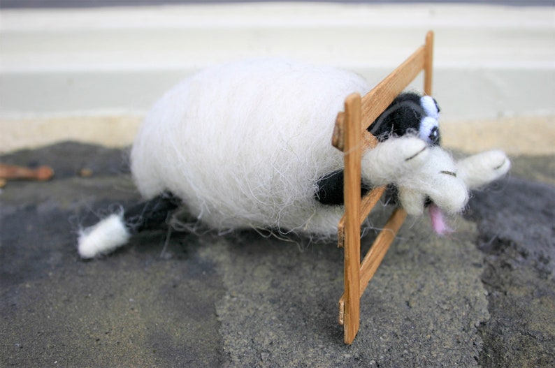Silly Sheep with his Head Stuck!