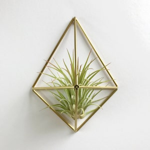 Small Air Plant Holder Wall Sconce (without plant)