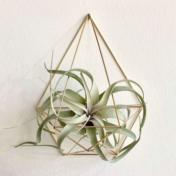 Xerographica Air Plant Holder Wall Sconce (without plant)