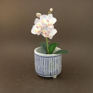 Könnte beinhalten: Eine weiße Orchidee mit rosa Akzenten in einem blau-weiß gestreiften Keramiktopf mit drei kleinen Füßen.