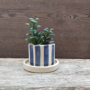 May include: A small white ceramic planter with blue stripes, featuring a green succulent plant. The planter has a matching white saucer.