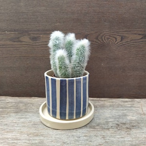 May include: A white ceramic planter with blue vertical stripes, featuring a small cactus plant with white fuzzy hairs. The planter has a matching white saucer.