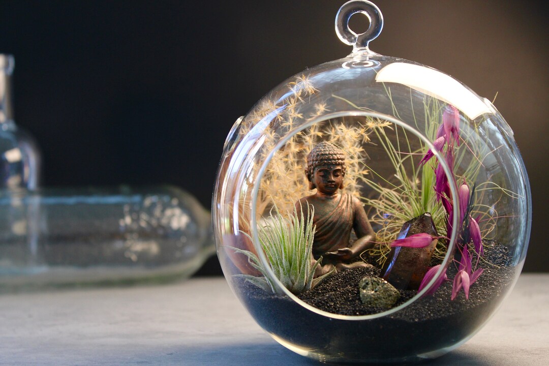 Buddha Kit Aerium Kit Hanging Terrarium Table Top