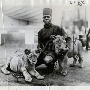 1921年スーダンで捕獲されたライオンの子の写真、オリジナルのヴィンテージ白黒写真、ロンドン動物園