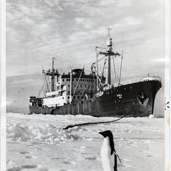 MANCHOT et navire RUSSE, Photo argentique Originale 1956 , SOVIET Antarctic, Penguins