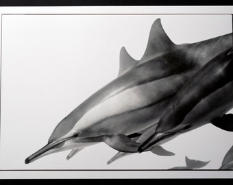 Sven HOFFMANN foto 1/25 laser, Dolfijn, gesigneerd, genummerd, Aqua Delphinidae IV