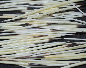 Porcupine Quills, 6 Grams