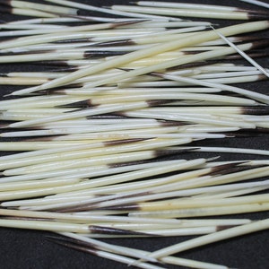 Porcupine Quills, 6 Grams