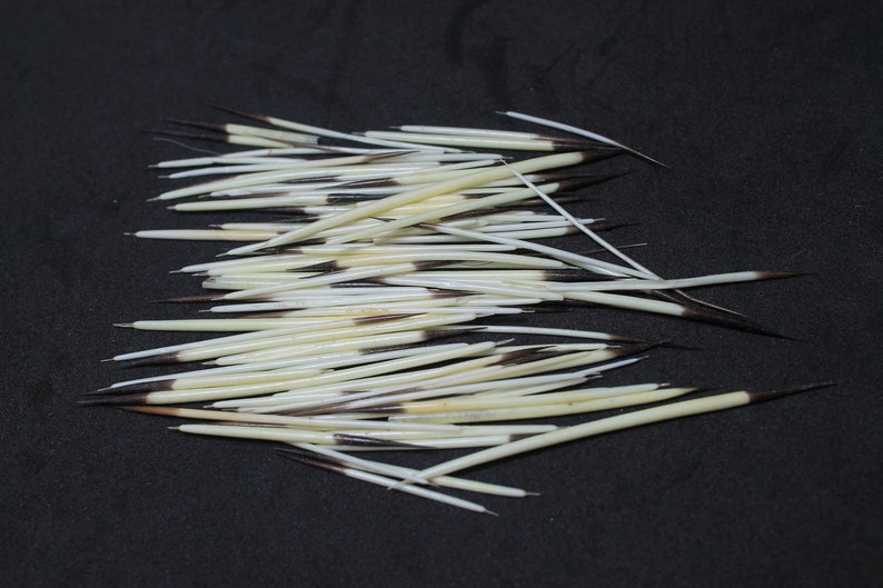 May include: A collection of white and brown quills, likely from a porcupine, arranged in a pile on a black surface.