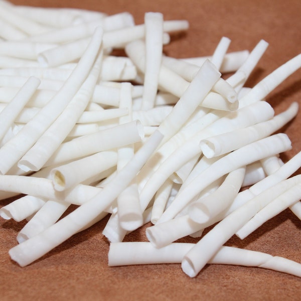 1.50-1.74 inch Smooth Dentalium Shells, Hand Sorted and Culled, 100 Pieces Per Purchase