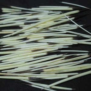 May include: A close-up of a pile of white and black quills. The quills are sharp and pointed, and they are arranged in a random pattern.