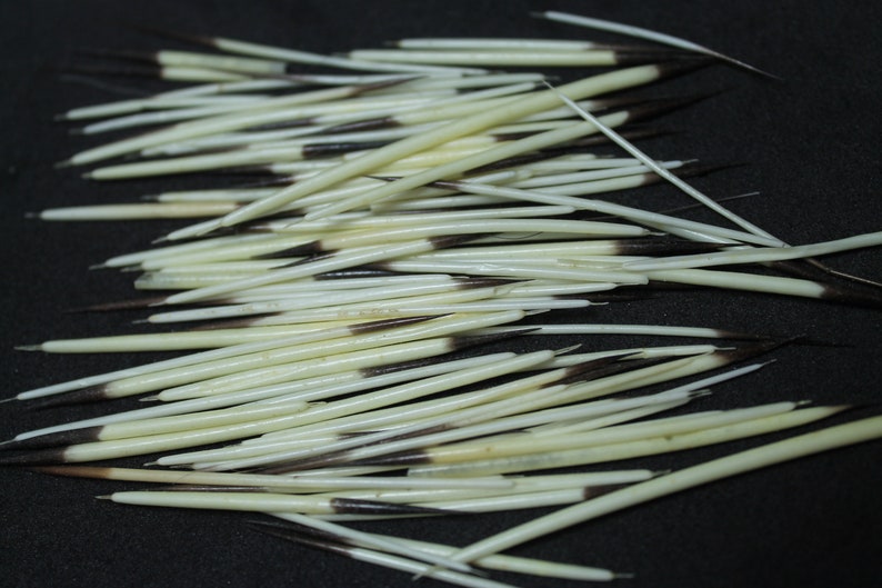 May include: A close-up of a pile of white and black quills. The quills are sharp and pointed, and they are arranged in a random pattern.
