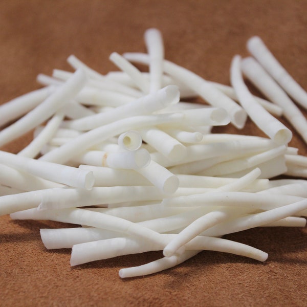 2.00-2.25 inch Smooth Dentalium Shells, Hand Sorted and Culled, 50 Pieces Per Purchase