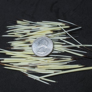 May include: A collection of approximately 50 white and black porcupine quills, with a US quarter for scale.