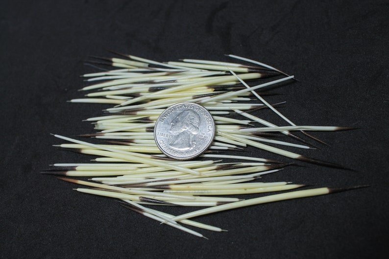 May include: A collection of approximately 50 white and black porcupine quills, with a US quarter for scale.