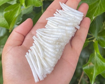 1.25 - 1.49 inch Smooth Dentalium Shells, Hand Sorted and Culled, 100 Pieces Per Purchase