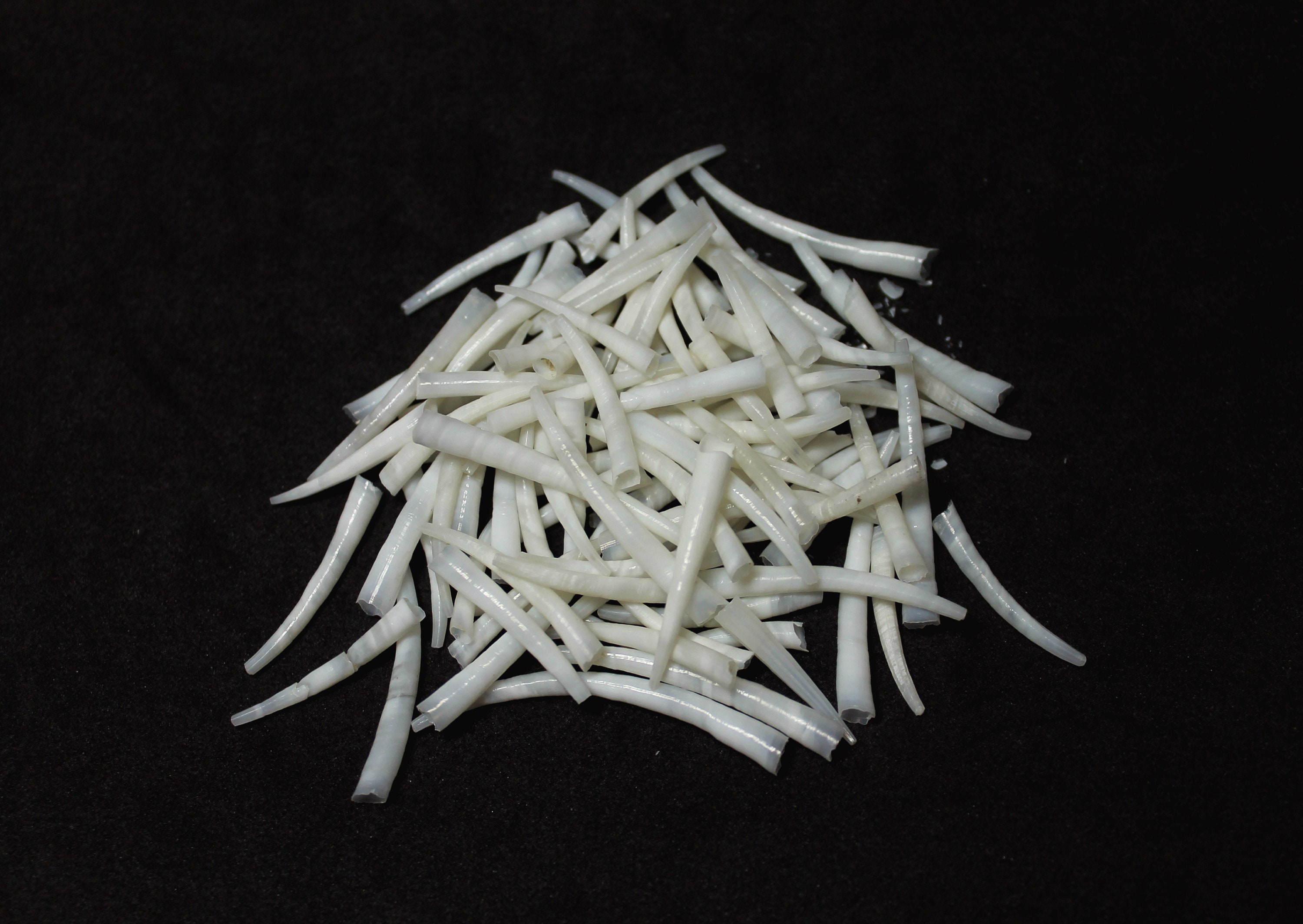 Smooth Dentalium Shell 100 Pcs Per Purchase Unsorted 1 Inch Etsy