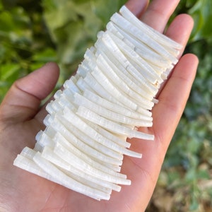 1.50-1.74 inch Smooth Dentalium Shells, Hand Sorted and Culled, 100 Pieces Per Purchase