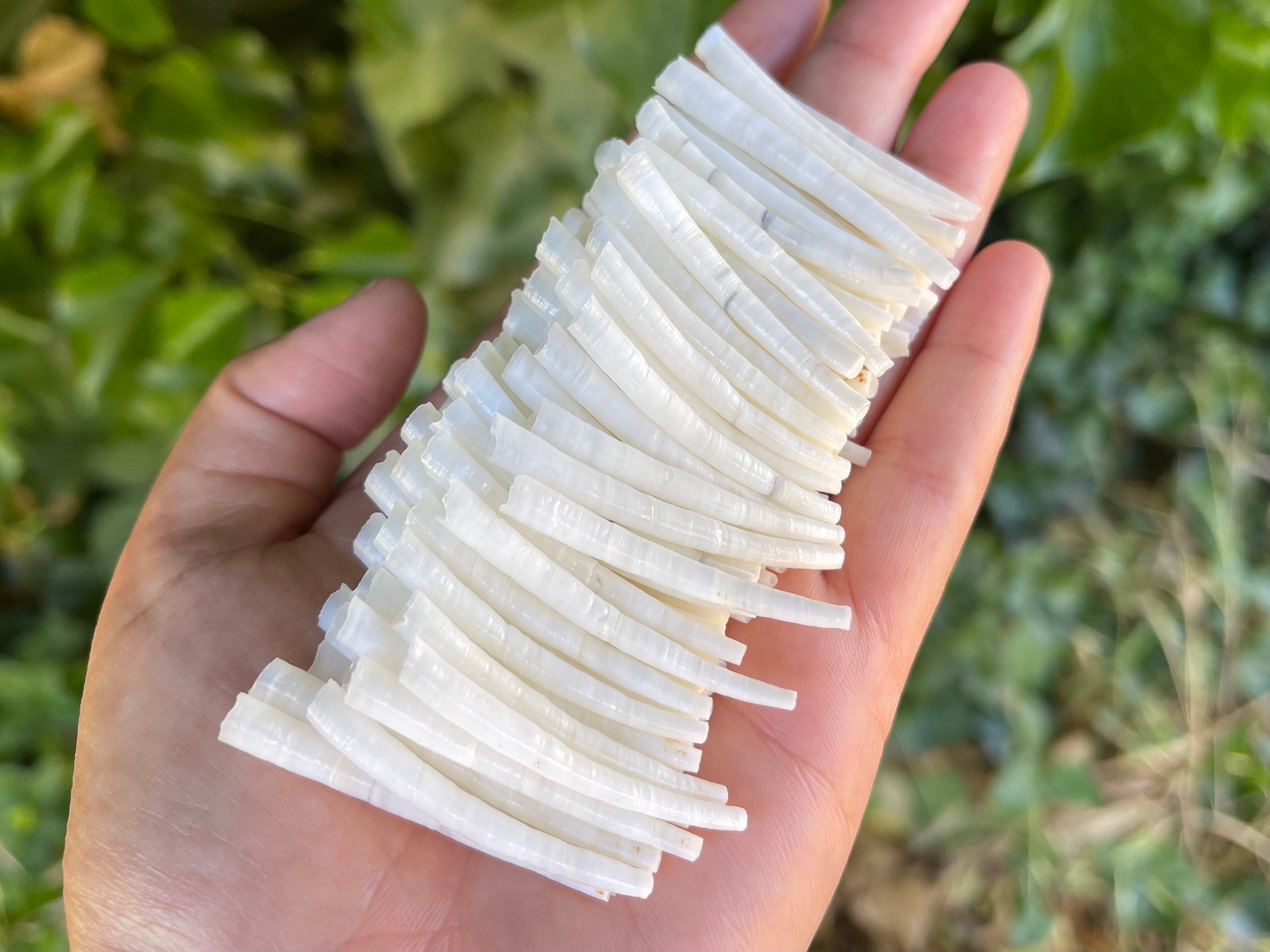 1.50-1.74 inch Smooth Dentalium Shells, Hand Sorted and Culled, 100 Pieces Per Purchase