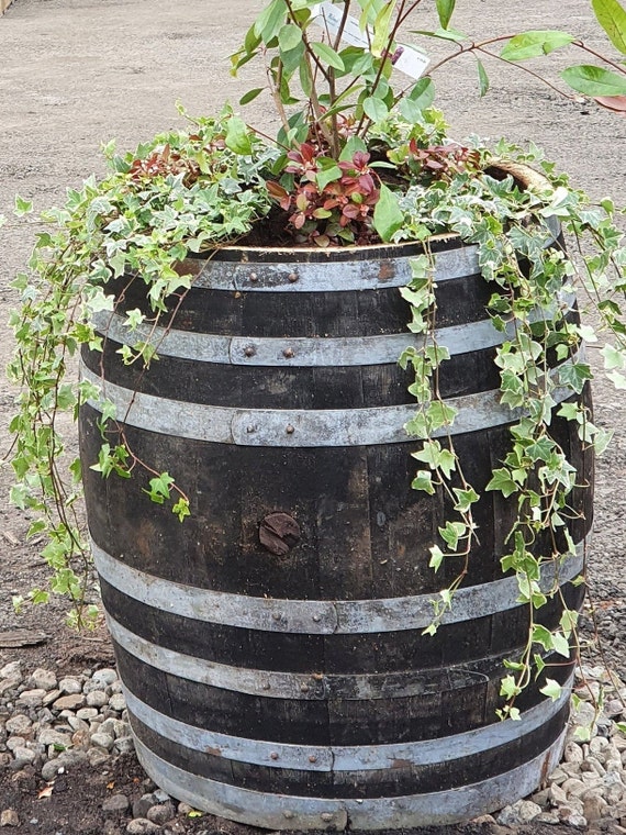 1 x tall 3/4 height wine/whisky barrel planter, app 28" x 27". Delivery  included