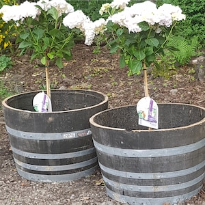 May include: Two white hydrangea plants in black wooden barrel planters. The planters have metal bands around them. The plants are labelled with purple tags.
