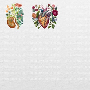 May include: Two anatomical illustrations with floral elements. The first image shows a kidney with flowers and leaves growing from it. The second image shows a heart with flowers and leaves growing from it.