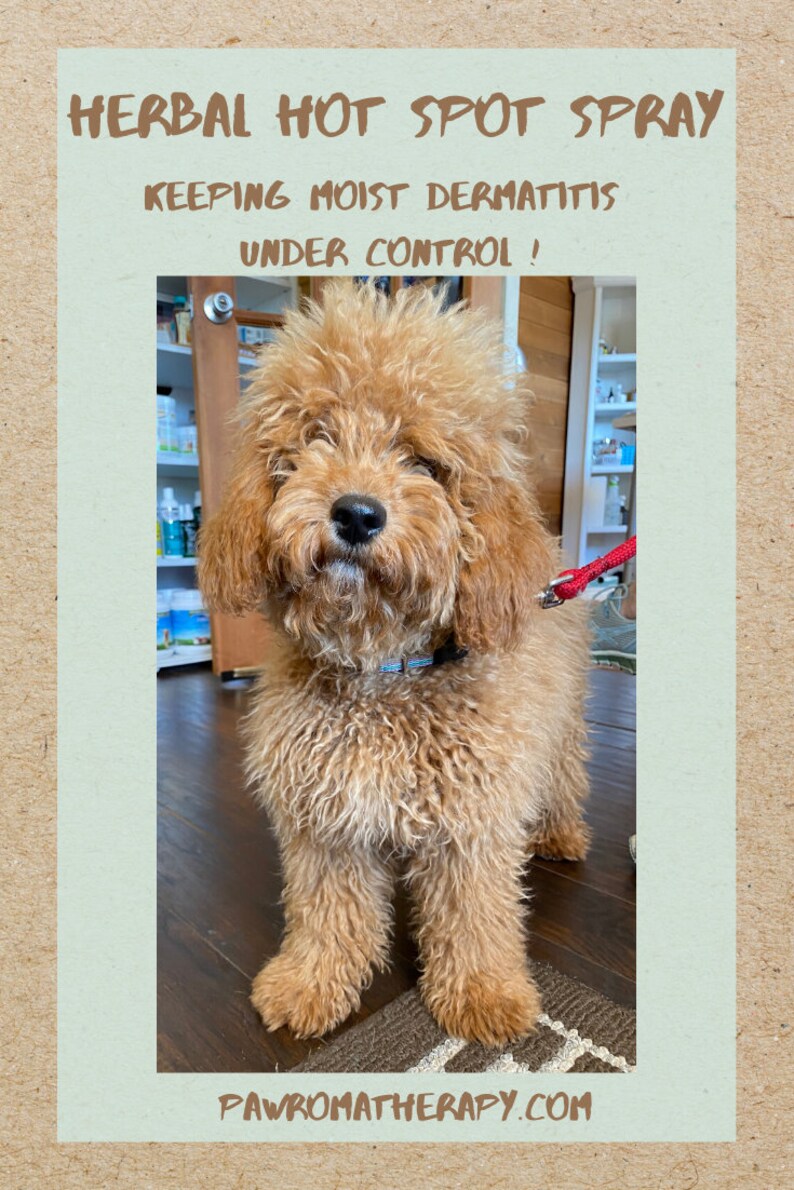 Herbal Hot Spot Spray for Dogs and Cats Natural Pet Skincare Etsy