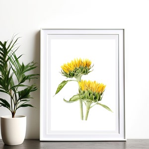 Botanical Fine Art Print - Sunflowers