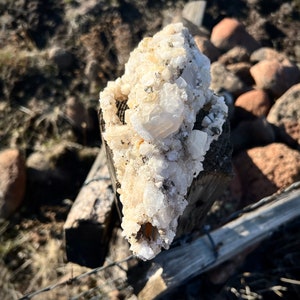 Crystallized Coyote Skull