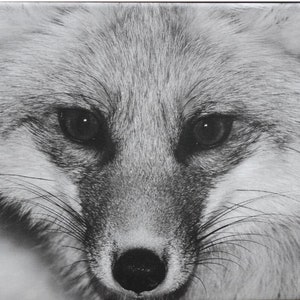 Fox. Black and white photo on canvas