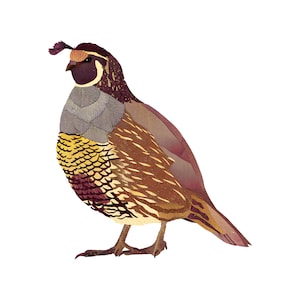 California Quail Print