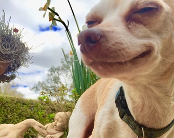 ¡JABÓN PARA MASCOTAS Dowg Caliente!