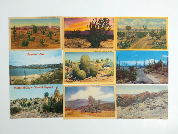 Flora del desierto Lago Saguaro Cactus barril Postales - Etsy España Flora del desierto Lago Saguaro Cactus barril Postales - Etsy España