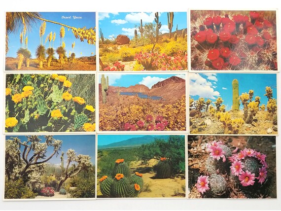 Flores del desierto Cactus Flora Suroeste de . - Etsy España Flores del desierto Cactus Flora Suroeste de . - Etsy España