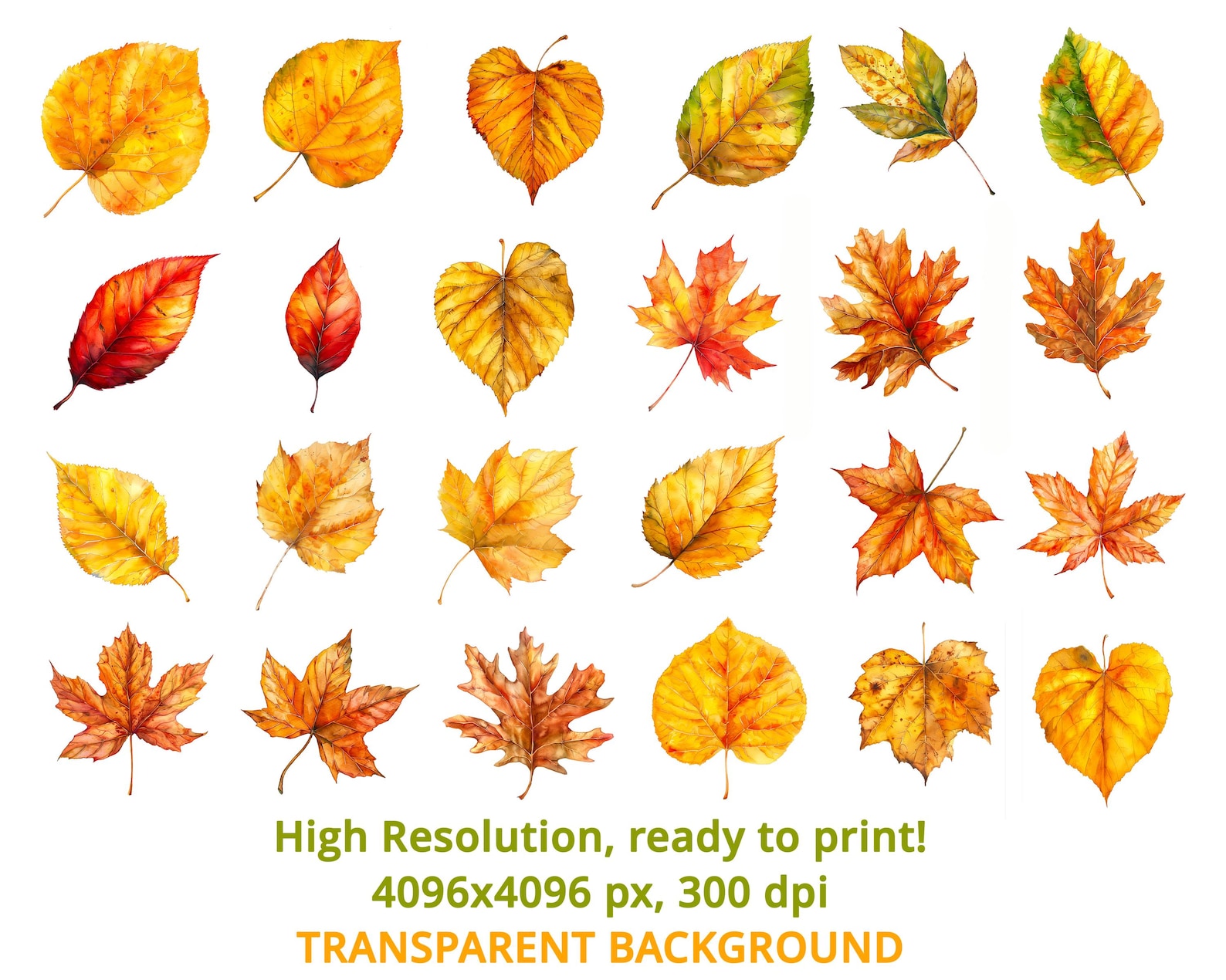 Watercolor Autumn Leaves Clipart Set, 60 PNG Fall Foliage & Nature ...