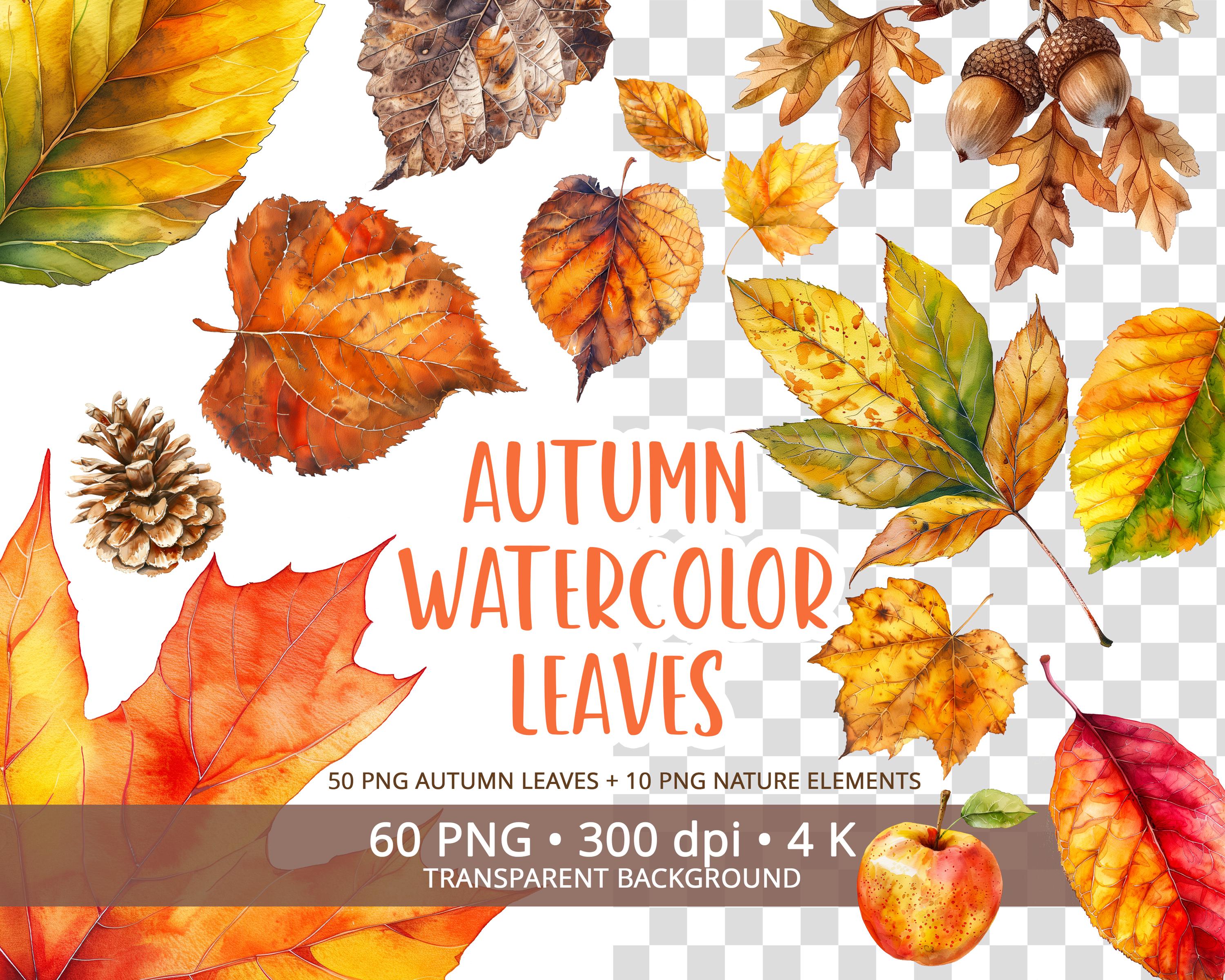 Watercolor Autumn Leaves Clipart Set, 60 PNG Fall Foliage & Nature ...