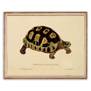 Op de afbeelding: Een vintage illustratie van een schildpad met een bruin en zwarte schild. De illustratie is ingelijst en heeft de tekst "TESTUDO ANGULATA." onder de afbeelding gedrukt.