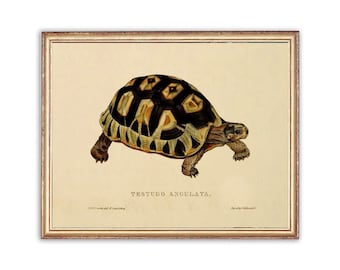 Vintage Turtle Painting | Antique Oil Tortoise Painting | Reptile Painting | Wild Animal Art Print | PRINTABLE art