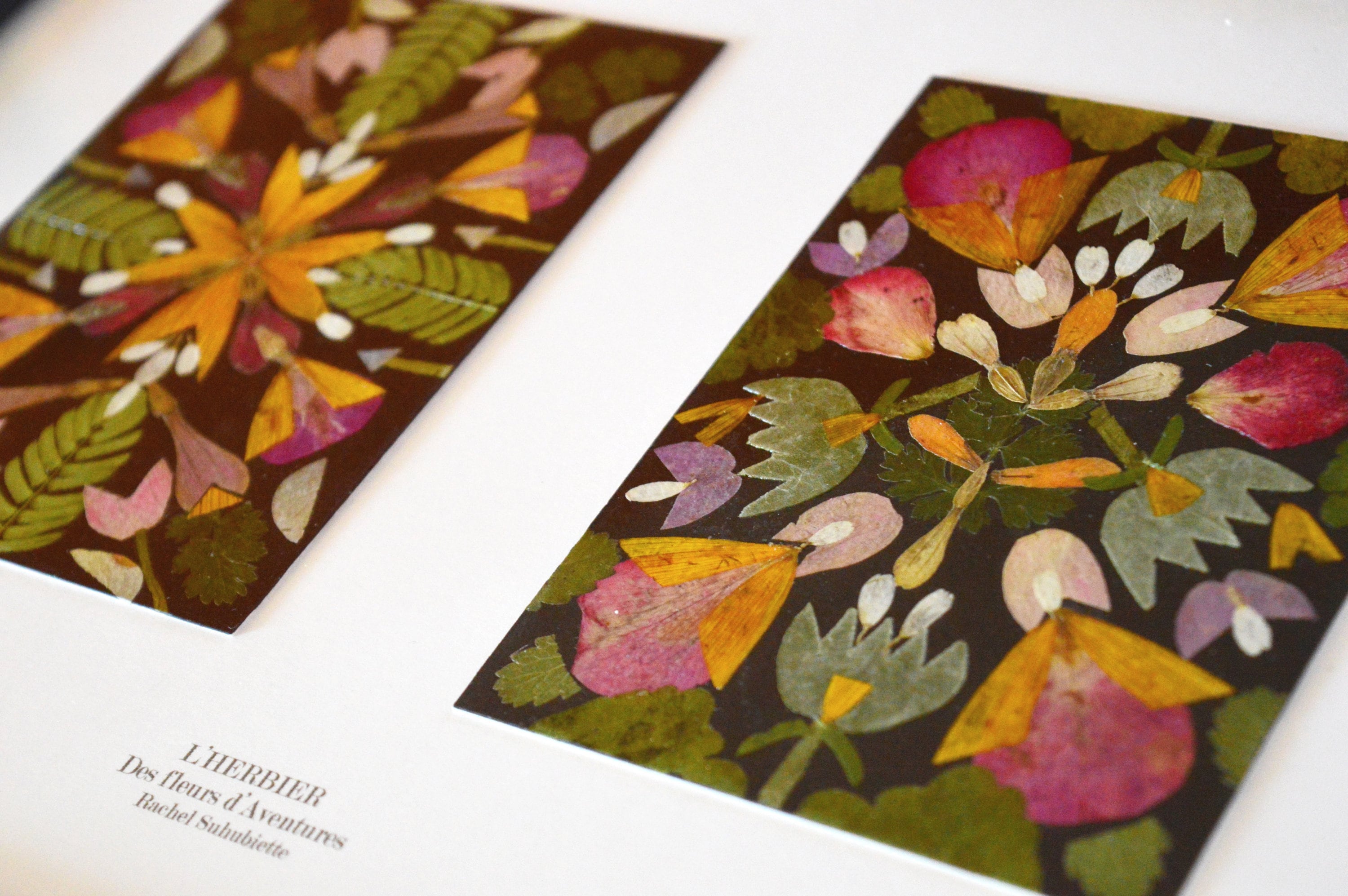 Herbier Des Fleurs d'aventures 04