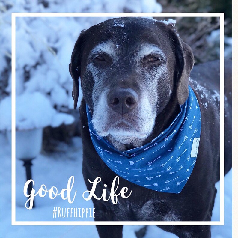 Dog Bandana Fall Dog Bandana Blue With White Arrows. Dog Etsy
