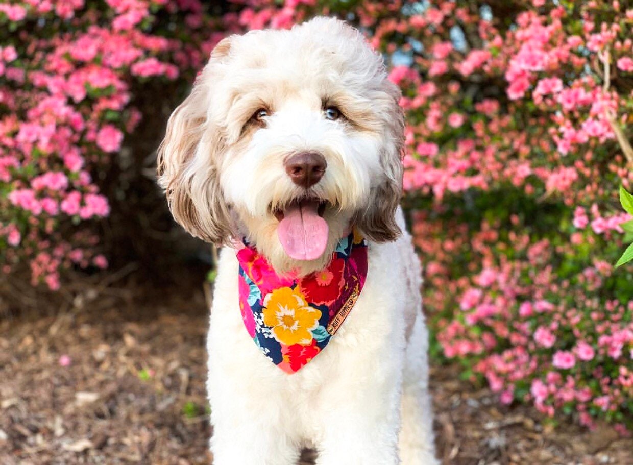 Dog Bandana, Beautiful Floral Print Animal Bandana, Tie and Snap Band…
