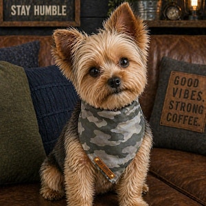 Puede incluir: Un perro Yorkshire Terrier con un pa&ntilde;uelo de camuflaje est&aacute; sentado en un sof&aacute; de cuero marr&oacute;n. El perro tiene pelo marr&oacute;n y canela. Un letrero encima del perro dice "WORK HARD BE KIND STAY HUMBLE". Una almohada dice "GOOD VIBES. STRONG COFFEE."