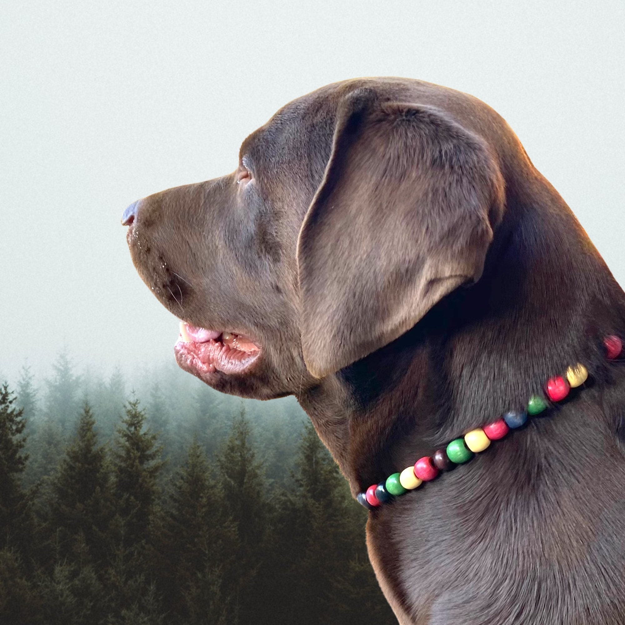 Essential oil dog collar deals pendant