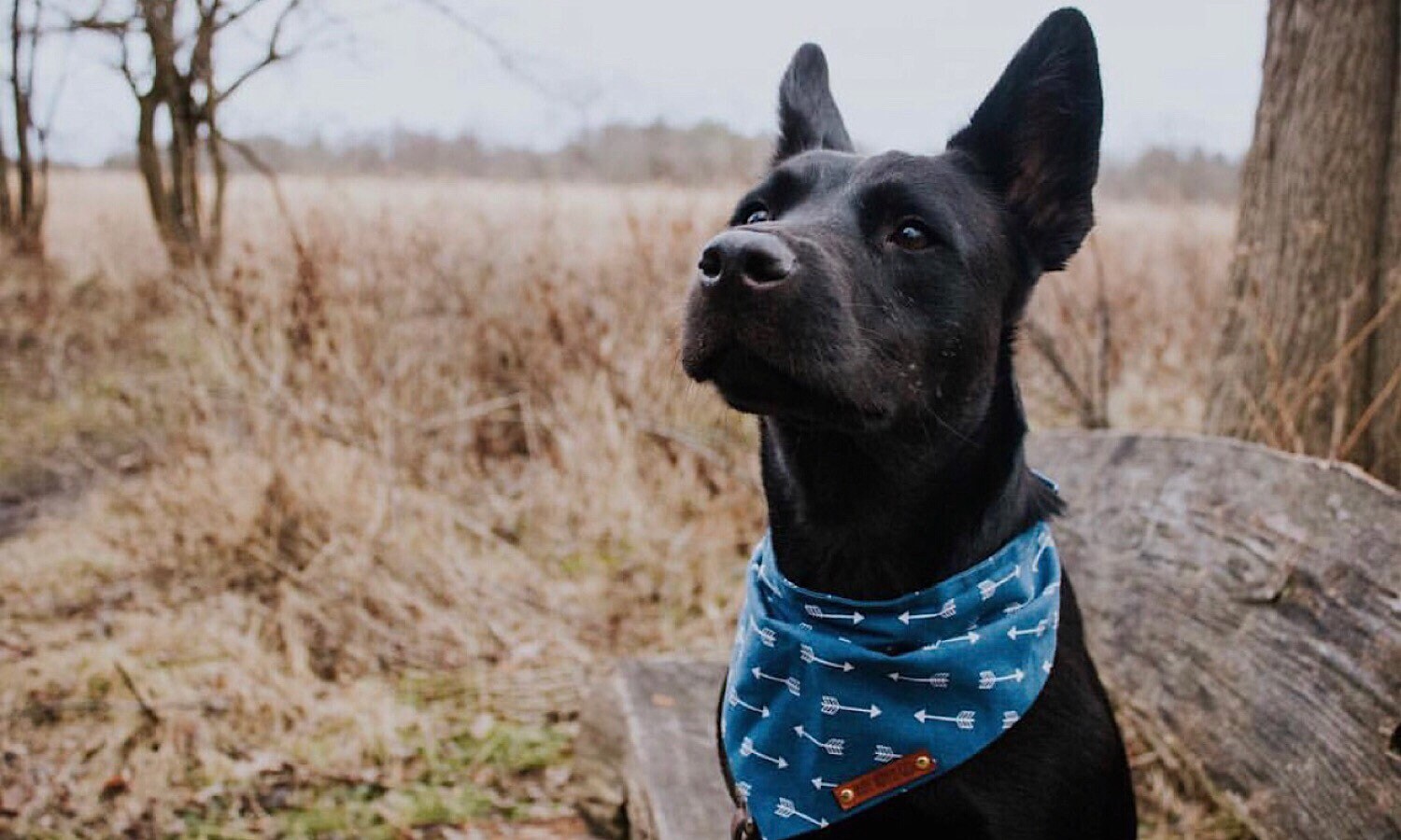 Dog Bandana, Fall dog bandana, Blue with white arrows. Dog gift Puppy…