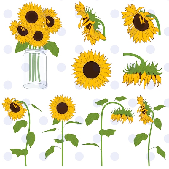 Download sunflowers sunflower svg sunflowers clipart sun svg | Etsy