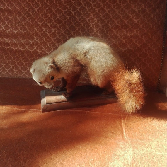 stuffed weasel