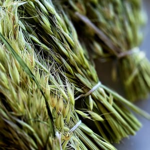 May include: Several bundles of fresh green oat grass stalks, each tied securely with thin white string. The stalks feature slender, pointed seed heads and long, fibrous stems, displaying a vibrant natural green colour throughout the arrangement.
